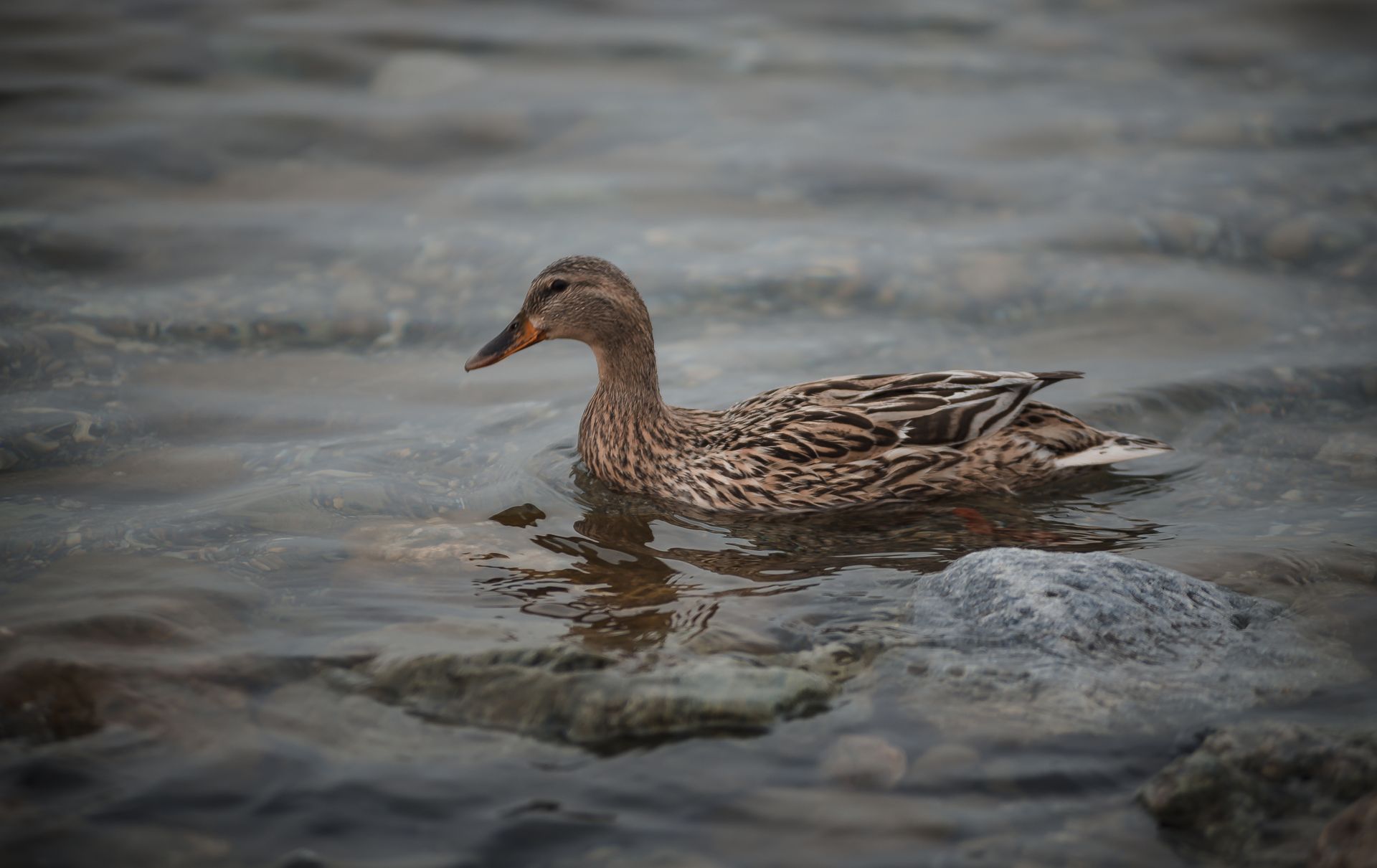 A close-up shot of a wild mallard duck swimming in a serene, rocky lake setting.