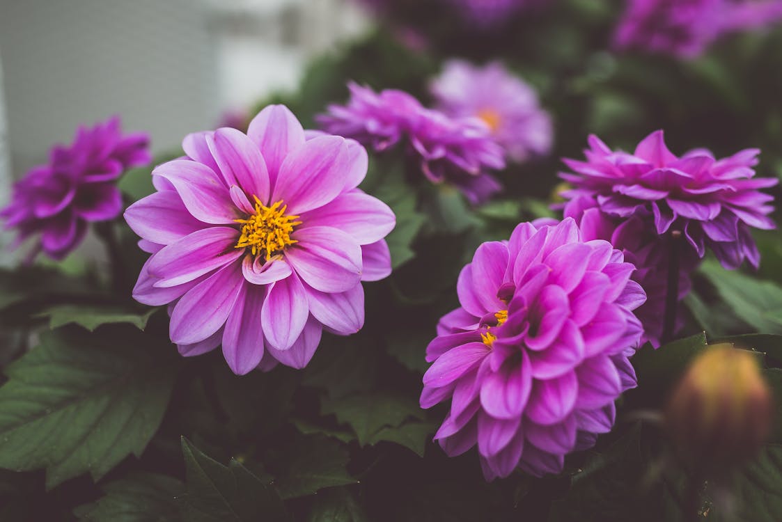 紫色のダリアの花のクローズアップ写真 無料の写真素材