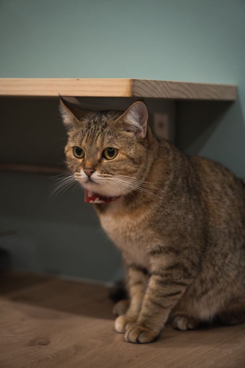 Free A cute tabby cat sitting on a wooden floor indoors, displaying a curious expression. Stock Photo
