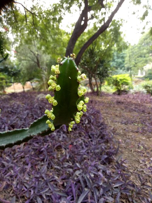 Free stock photo of cactus flower, cactus plant, rare Stock Photo