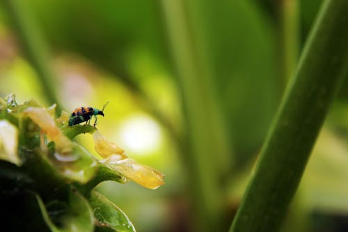 Ingyenes stockfotó bogár, inseto, natureza témában
