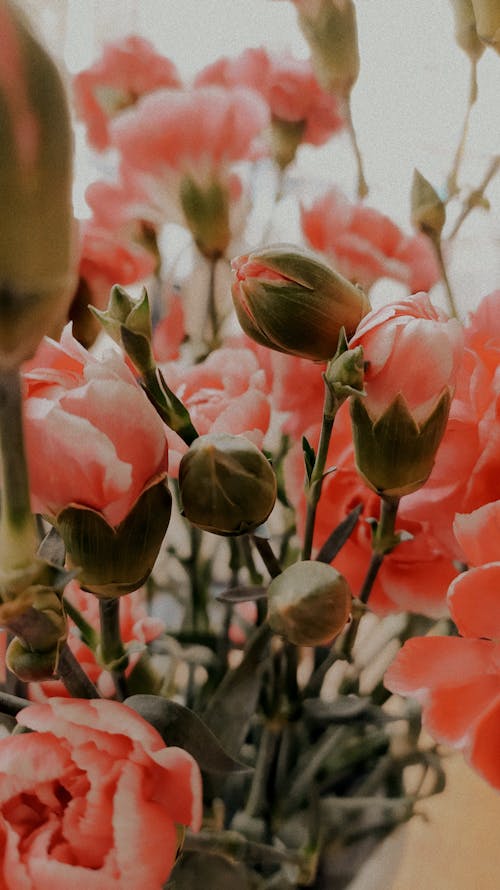 꽃봉오리, 꽃이 피는, 꽃잎의 무료 스톡 사진