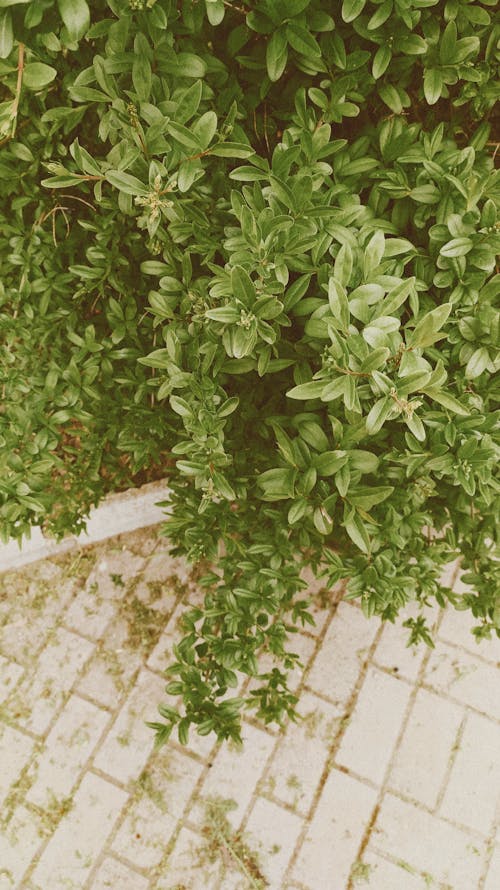 From above abundant lush shrub growing near paved walkway on street in daylight