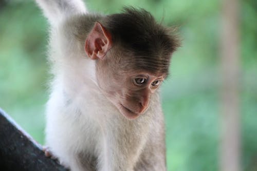 Free stock photo of monkey