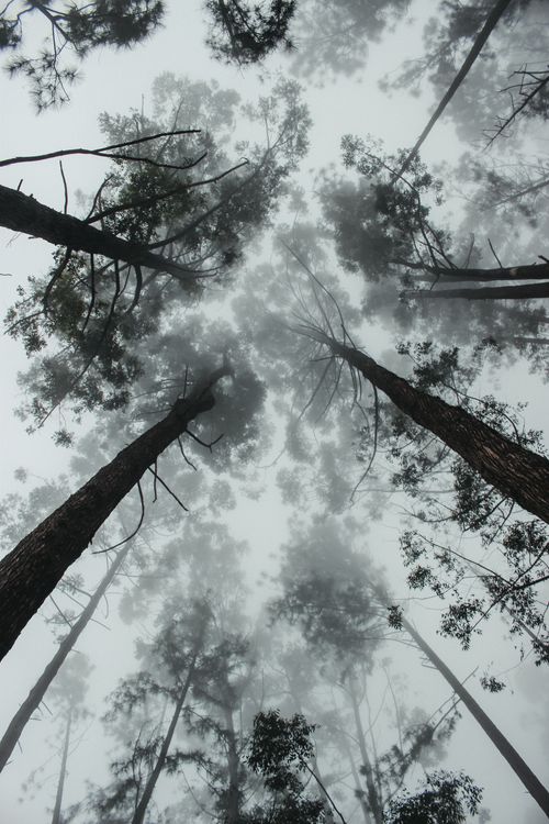 Free Foggy vertical view of tall trees disappearing into misty forest canopy. Stock Photo