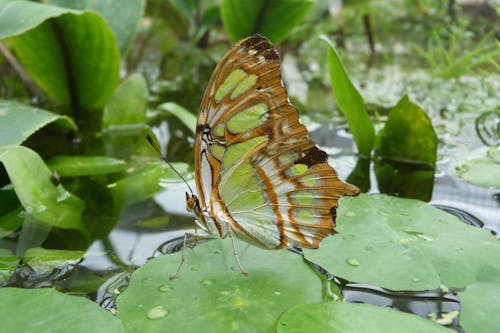Farfalla Marrone E Verde Su Lily Pad Verde