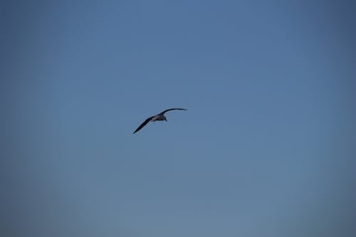 Free stock photo of bird in sky, one bird