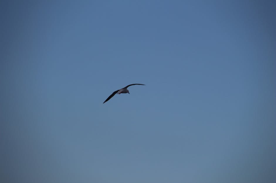 Free stock photo of bird, Bird in Sky, One Bird
