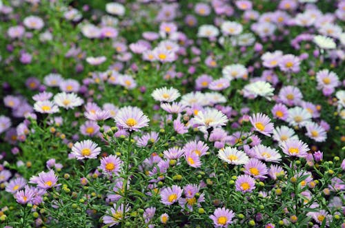 Free Blooming Aster Flowers in the Garden Stock Photo