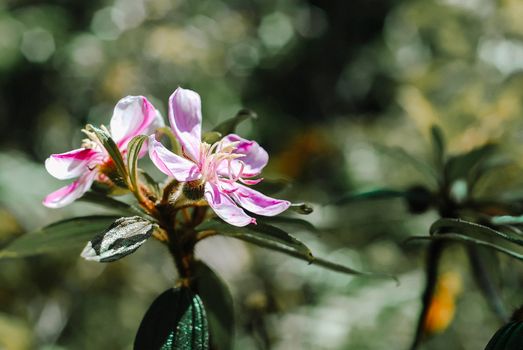 Close Up Photo of Purple Myrtle Flowers
