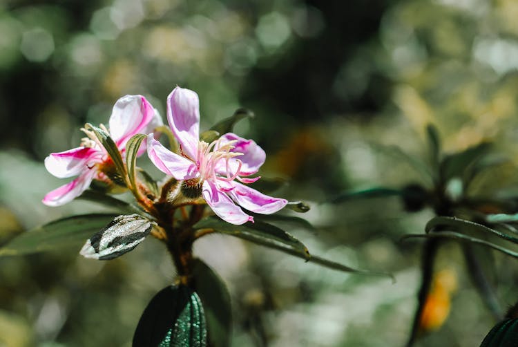 Close Up Photo Of Purple Myrtle Flowers