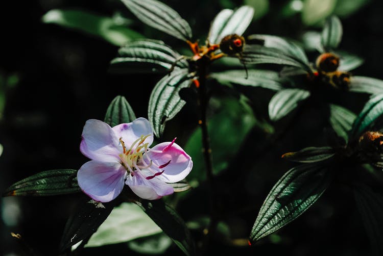 Purple Myrtle Flower On A Plant