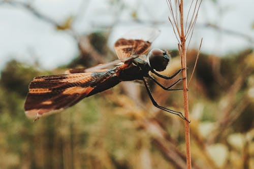 Δωρεάν στοκ φωτογραφιών με macro, odonata, βλαστός