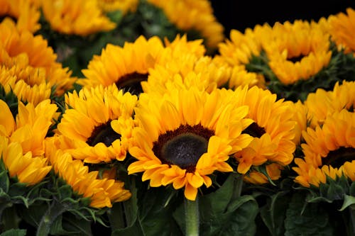Free Yellow Sunflowers Stock Photo
