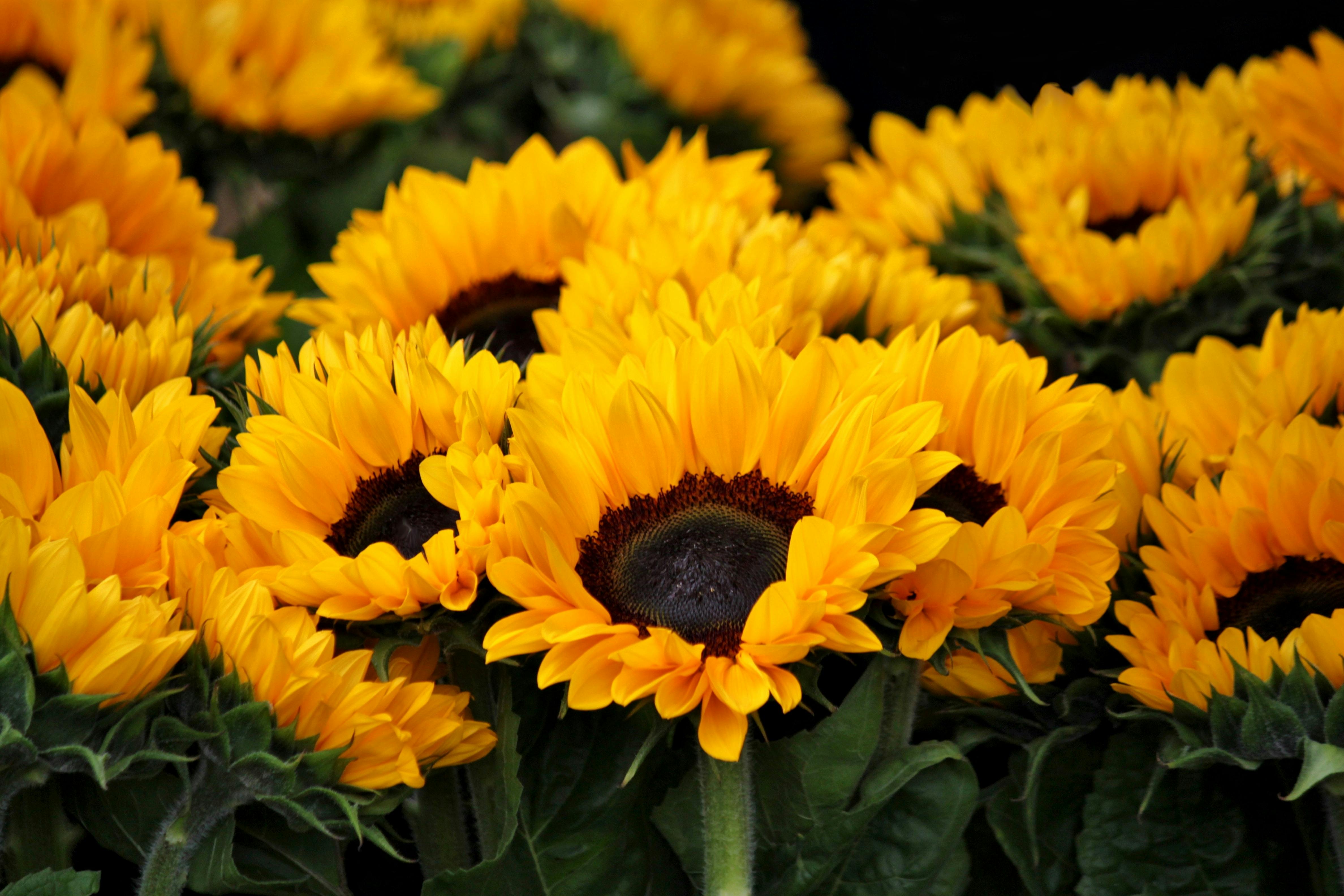 Download Yellow Sunflowers · Free Stock Photo