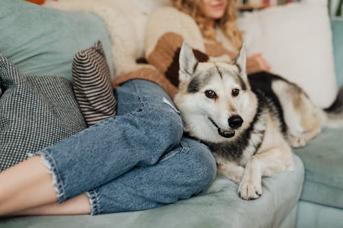 Free Cute Dog Lying on the Sofa with a Woman Stock Photo