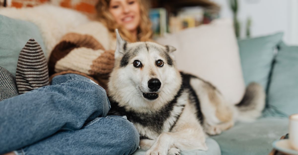 Les bienfaits de l'aromathérapie pour animaux âgés