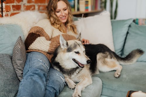 Free Short Coated Dog Lying on Sofa with a Woman Stock Photo