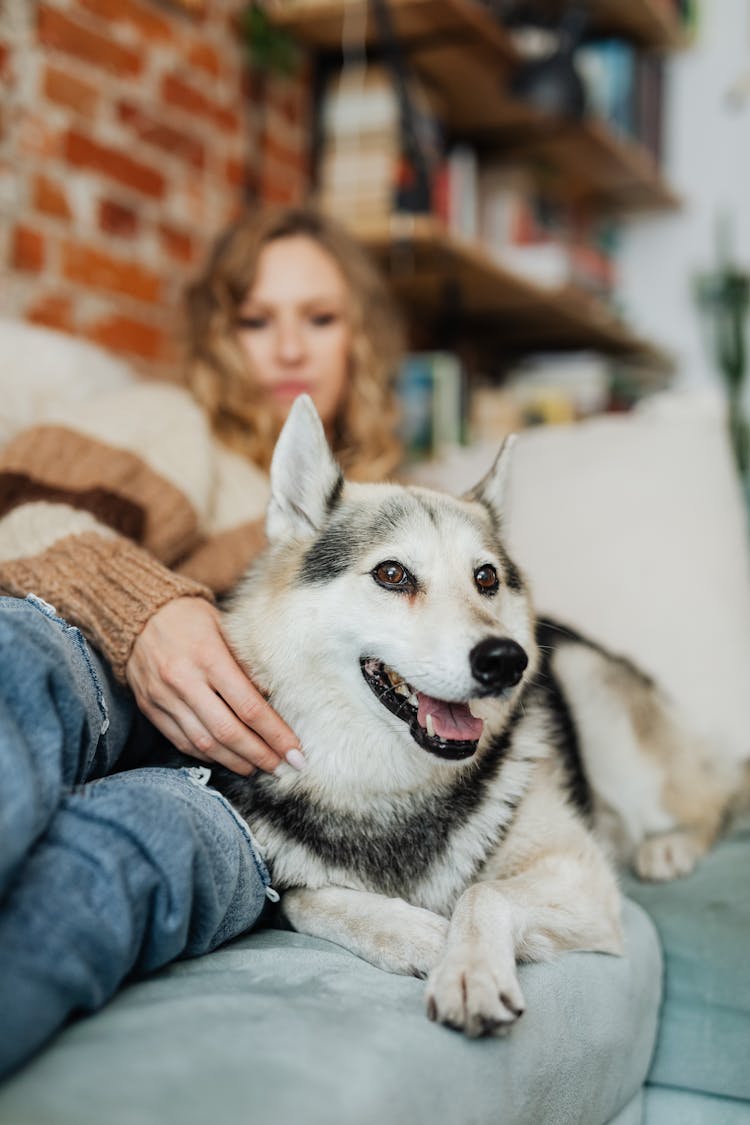 Dog  Lying On The Sofa With A Pretty Woman