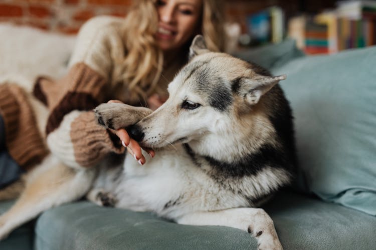 Dog Smelling A Hand Of A Woman