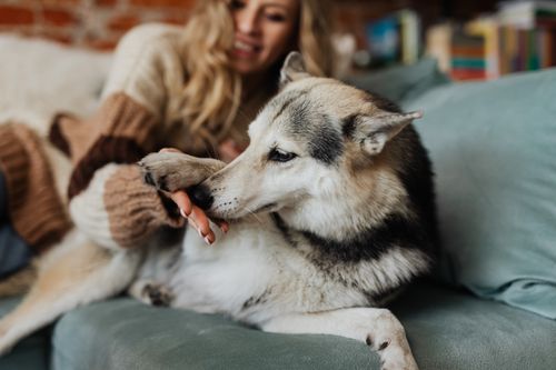 Free A woman cuddles with a husky dog on a sofa, creating a warm and inviting scene. Stock Photo