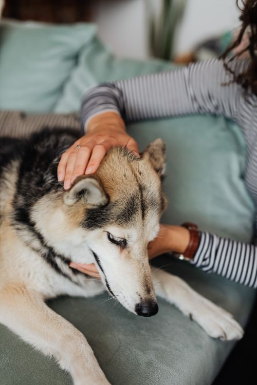Free Woman petting a Siberian Husky lying on a couch, creating a serene atmosphere. Stock Photo