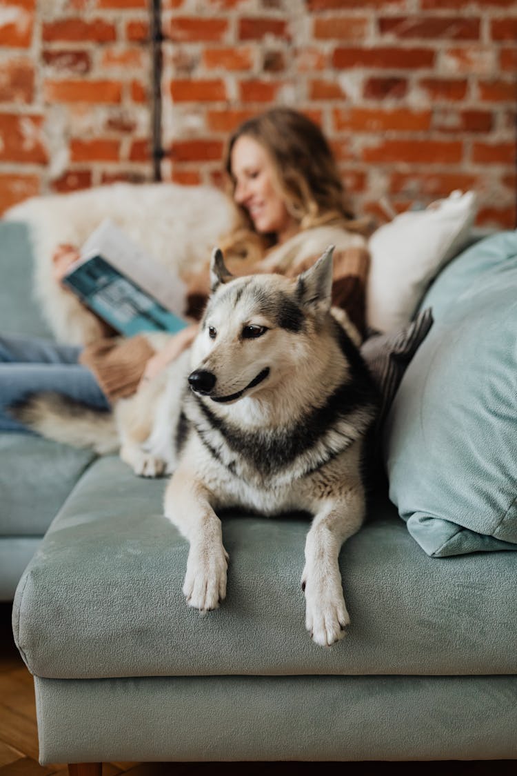 Gray Dog Lying On The Couch