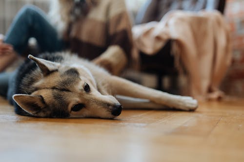 Free Brown and Black Dog Lying on Floor Stock Photo