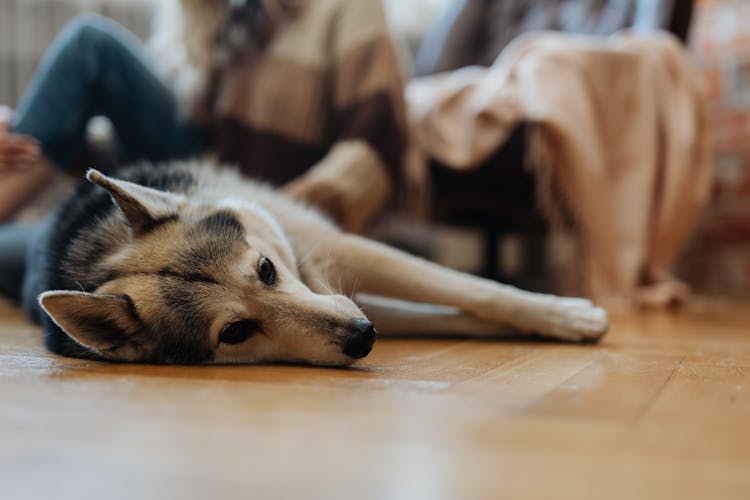 Big Dog Lying On Floor In Room