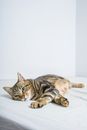一只安静的虎斑猫轻松地躺在室内的白色床上