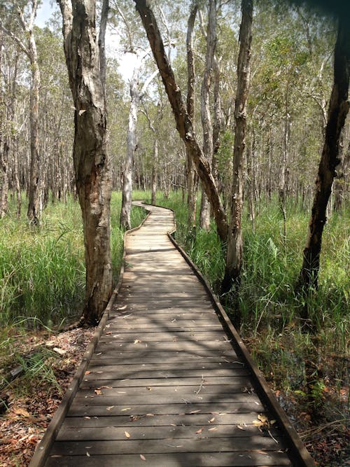 Free stock photo of boardwalk, forest, nature Stock Photo