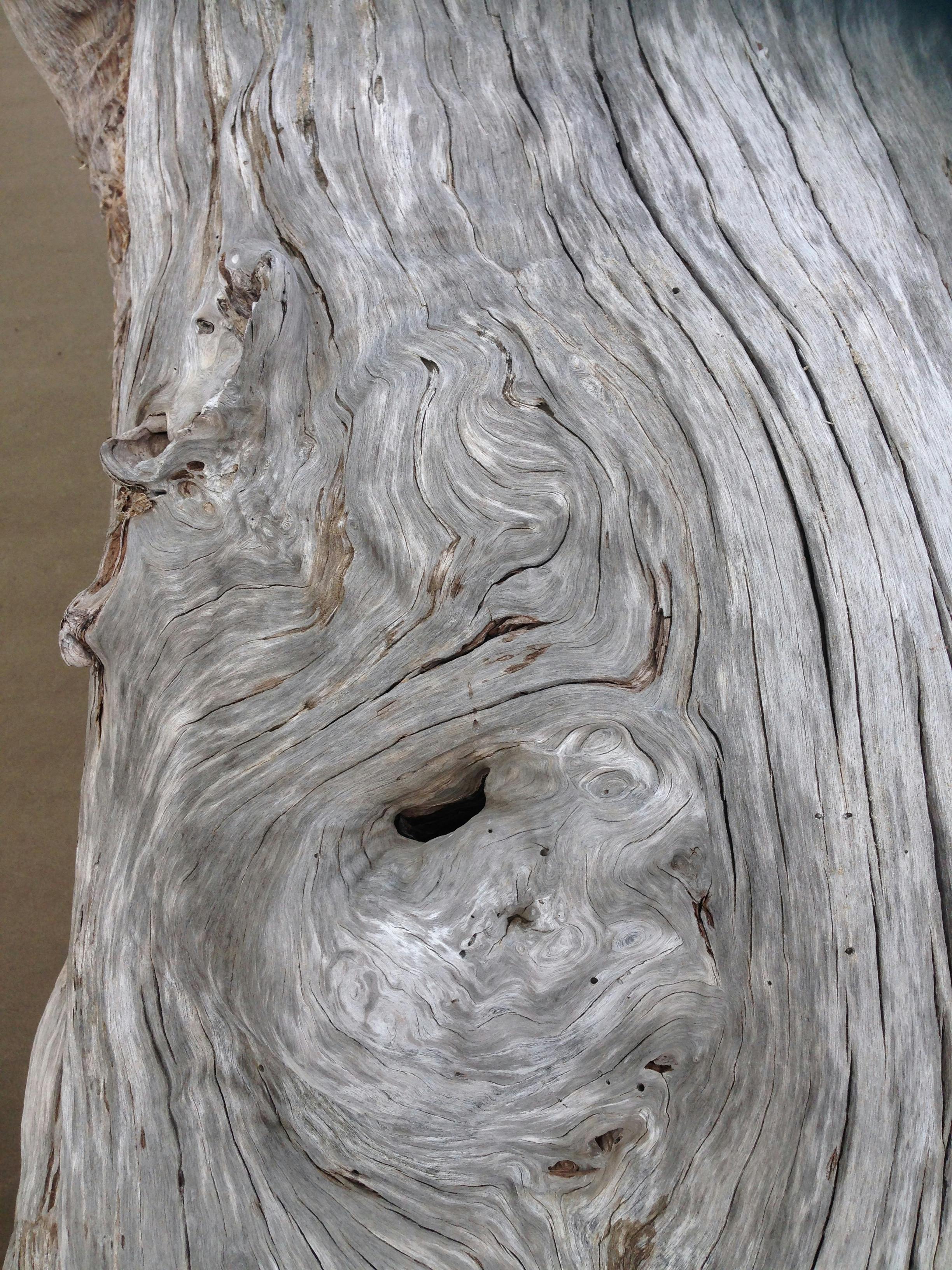 Free stock photo of driftwood, nature