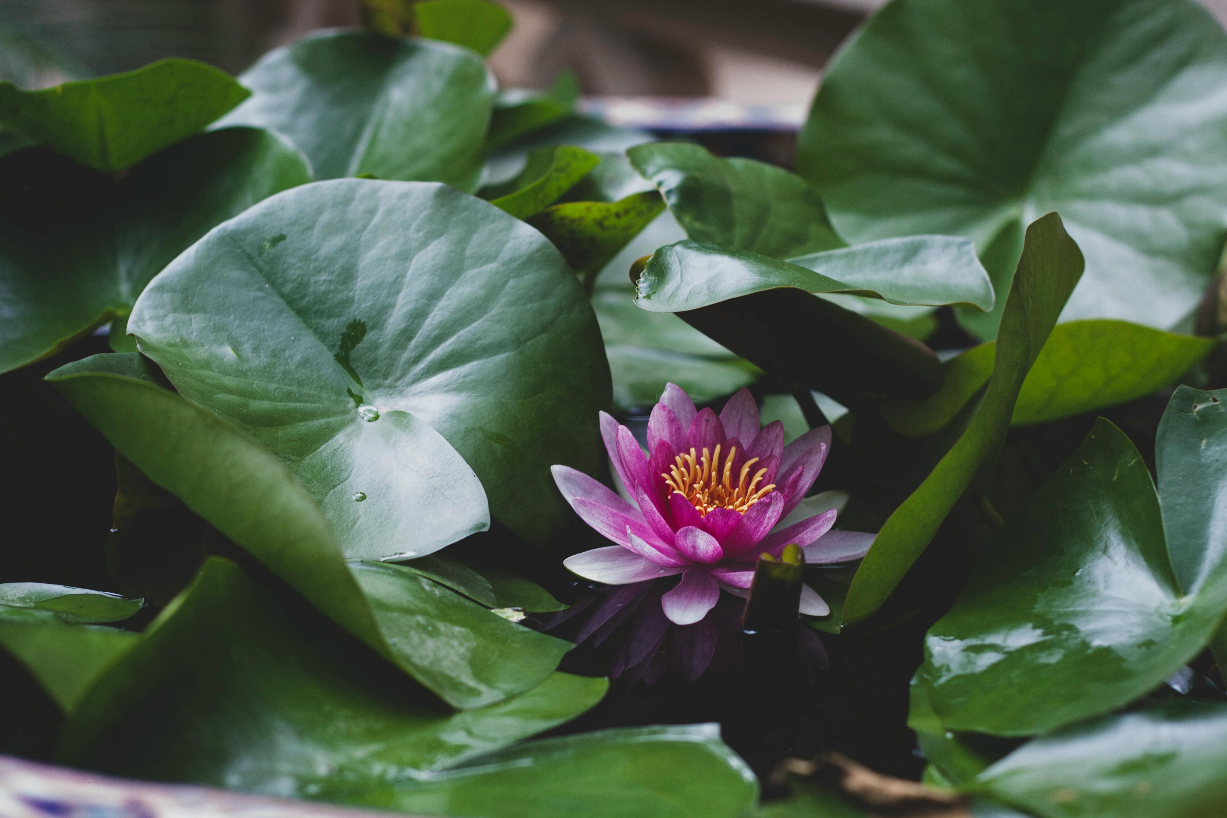 닥터퓨리슨 HOCL 살균소독제