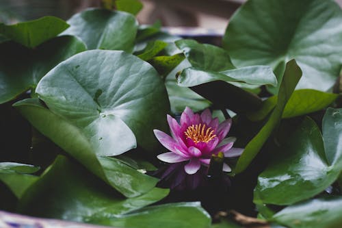 Free Purple Flower With Green Leaves Stock Photo