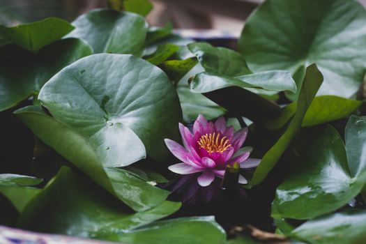 Purple Flower With Green Leaves