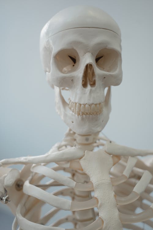Immagine gratuita di anatomia, biologia, carta da parati del cranio
