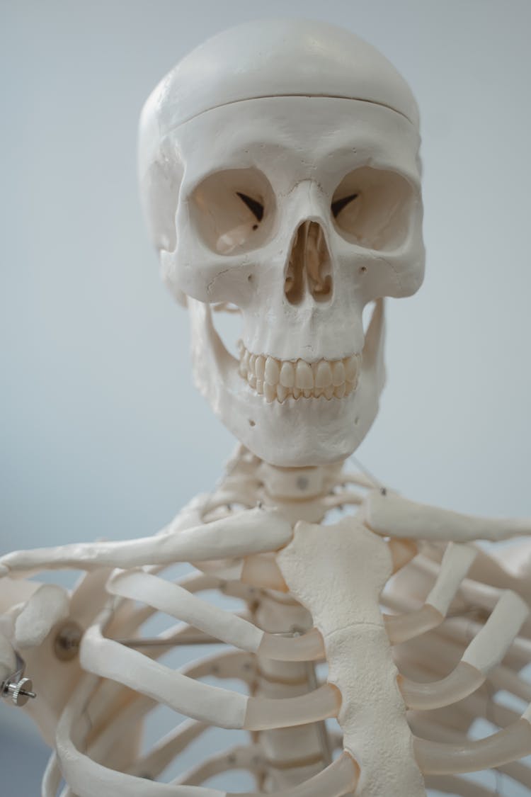 Human Skeleton Model