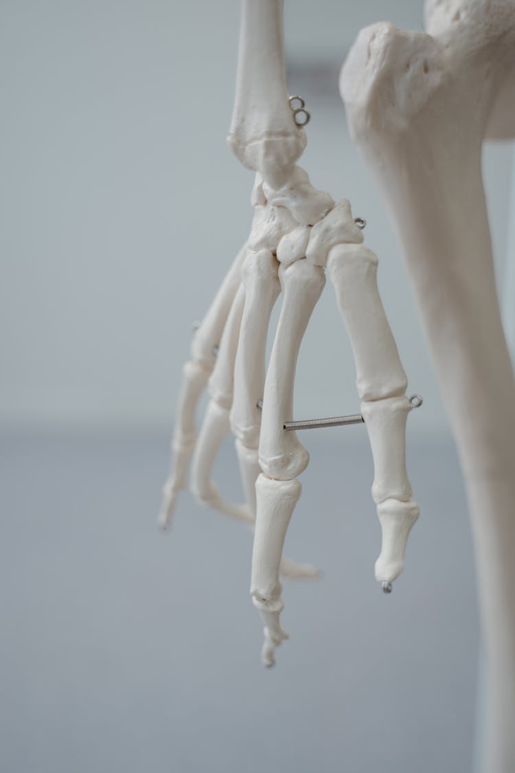 Close-up Of A Skeleton Hand