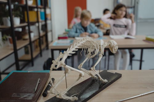 Animal Skeleton on Desk