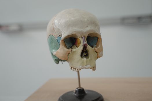Miniature Skull Model