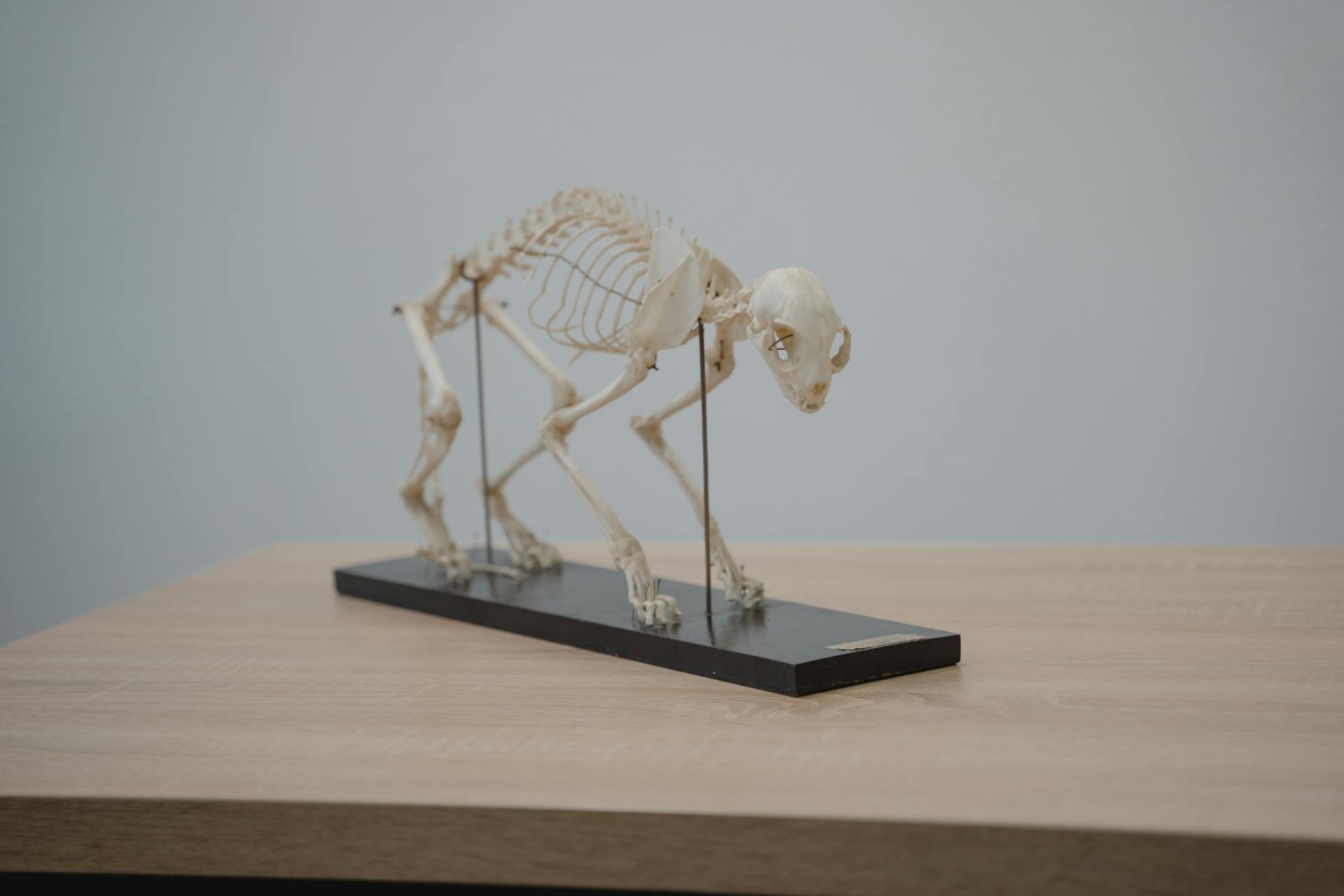 Animal Skeleton Display on Desk