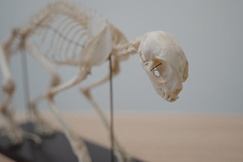 Бесплатное стоковое фото с Анатомия, животное, кости