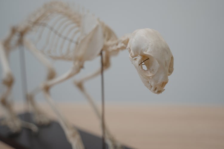 Close-up Photo Of An Animal Skeleton