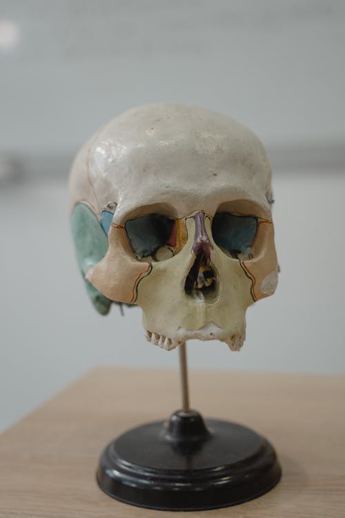 Free Miniature Skull Model Stock Photo