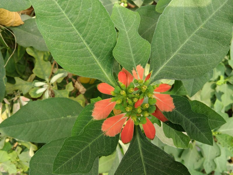 Preconception checklist with health items marked off