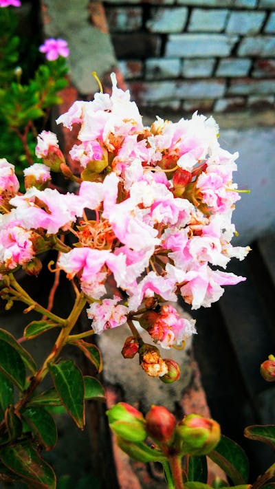 Open ID donor information and identity disclosure