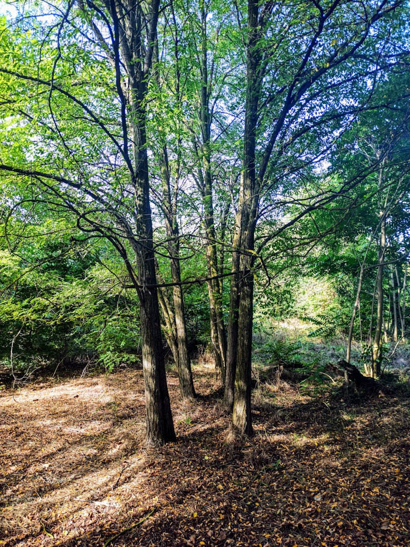 Woman emotionally preparing for solo parenthood