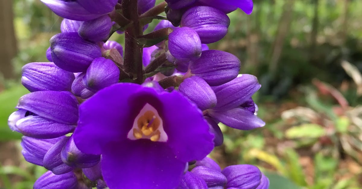 Free stock photo of flower, purple flowers