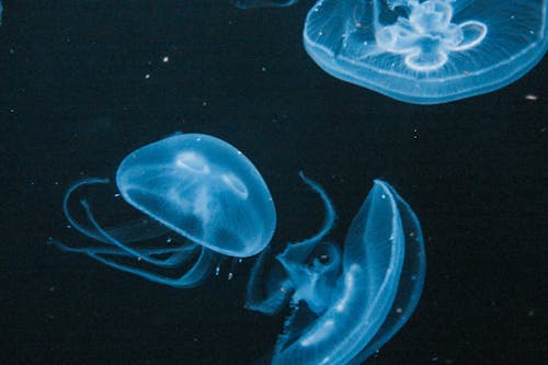 Free Close-Up Shot of Jellyfish Underwater Stock Photo