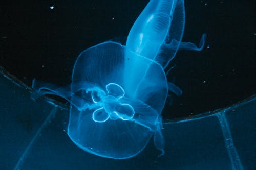 Close-Up Shot of Jellyfish Underwater